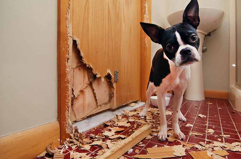 what you can do to avoid damage caused by pets